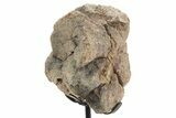 Fossil Ornithischian Dinosaur Vertebra with Metal Stand - Colorado #331111-1